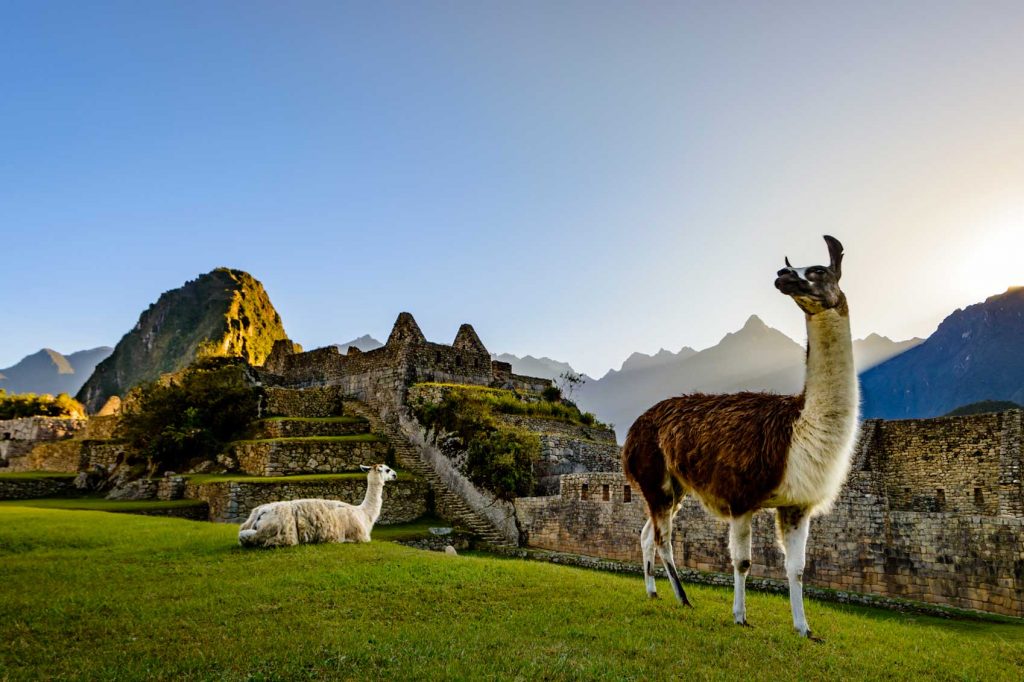 The Year of the Rooster