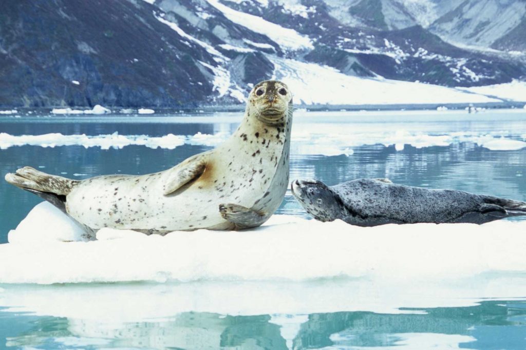 Two seals on floating ice