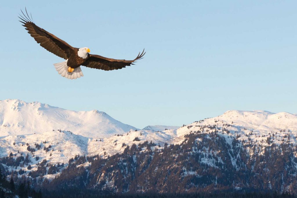 Bald eagle soaring