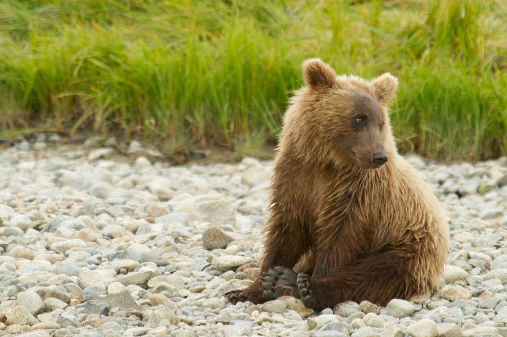 Grizzly bear cub sitting on stones