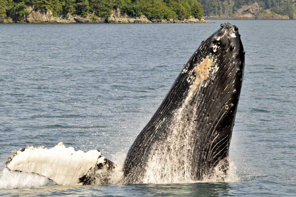 Humpback whale emerging from the water