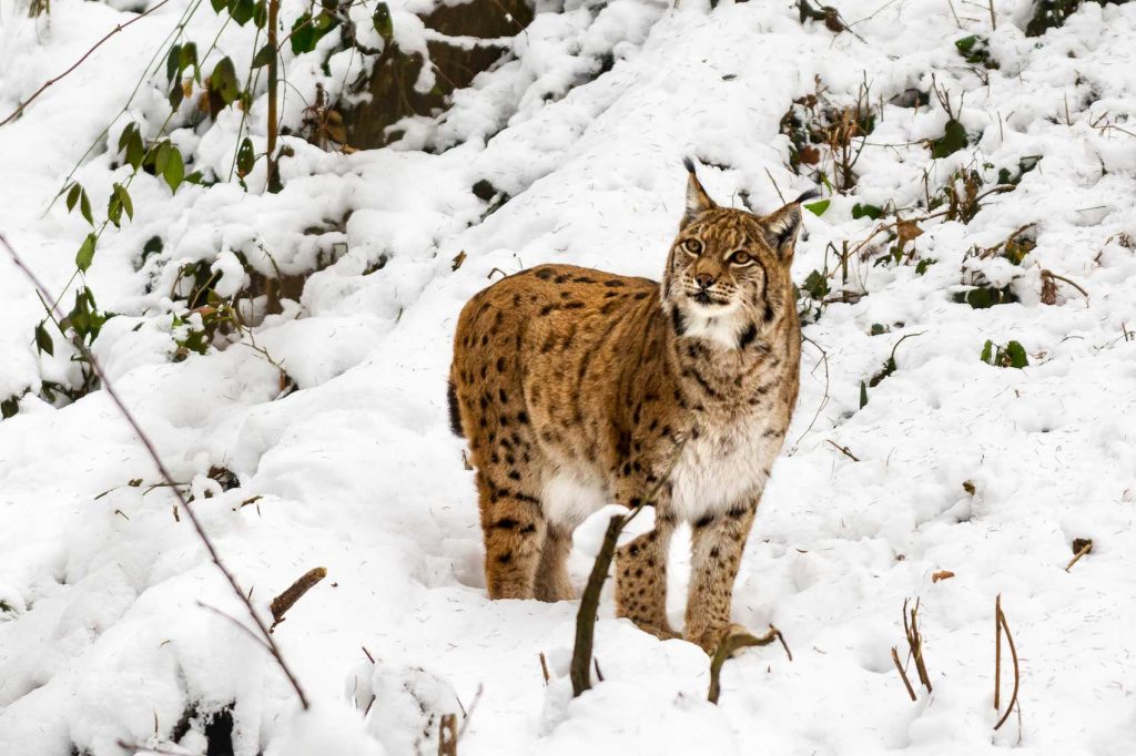 Lynx on a snowy hill