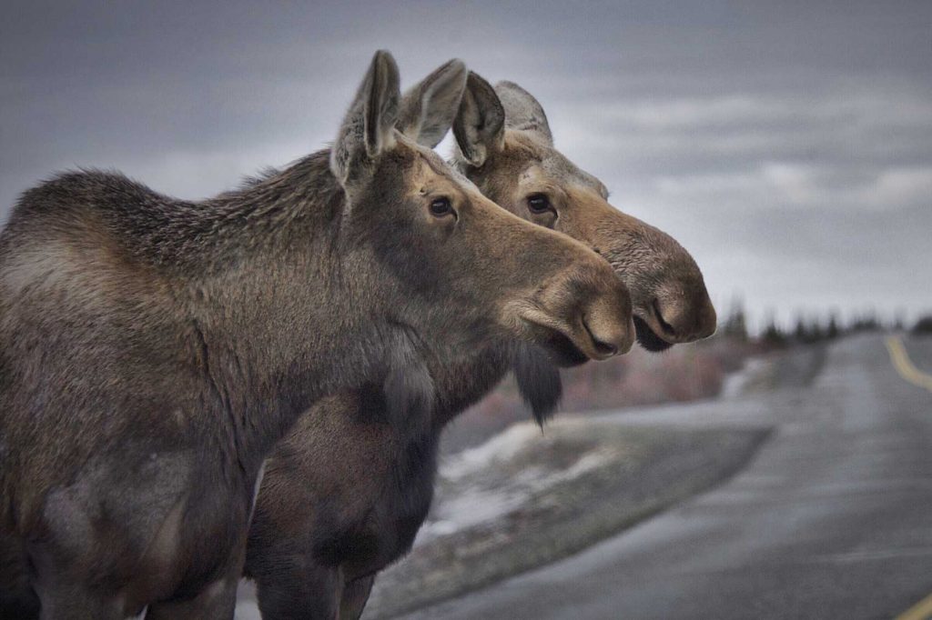Two moose standing on a road