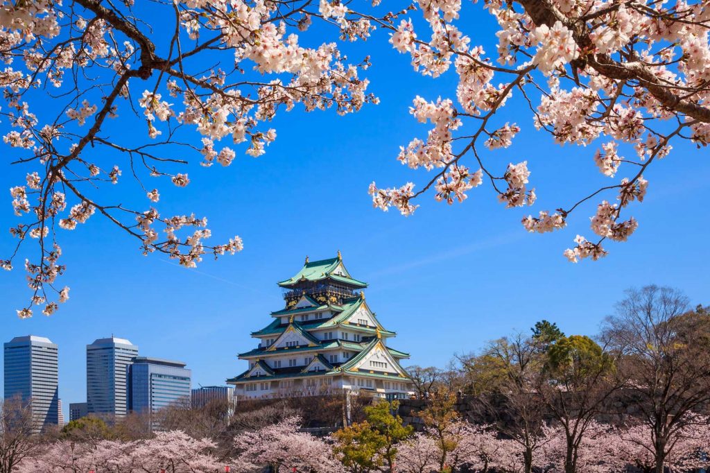 Cherry Blossom in Japan