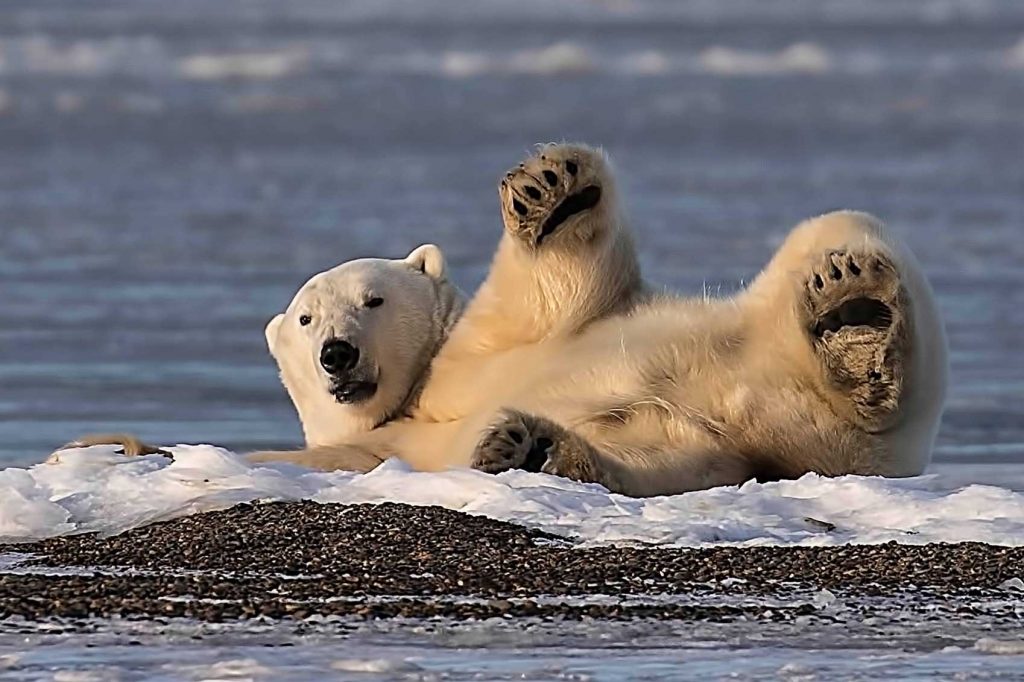 Polar bear lying on the snow