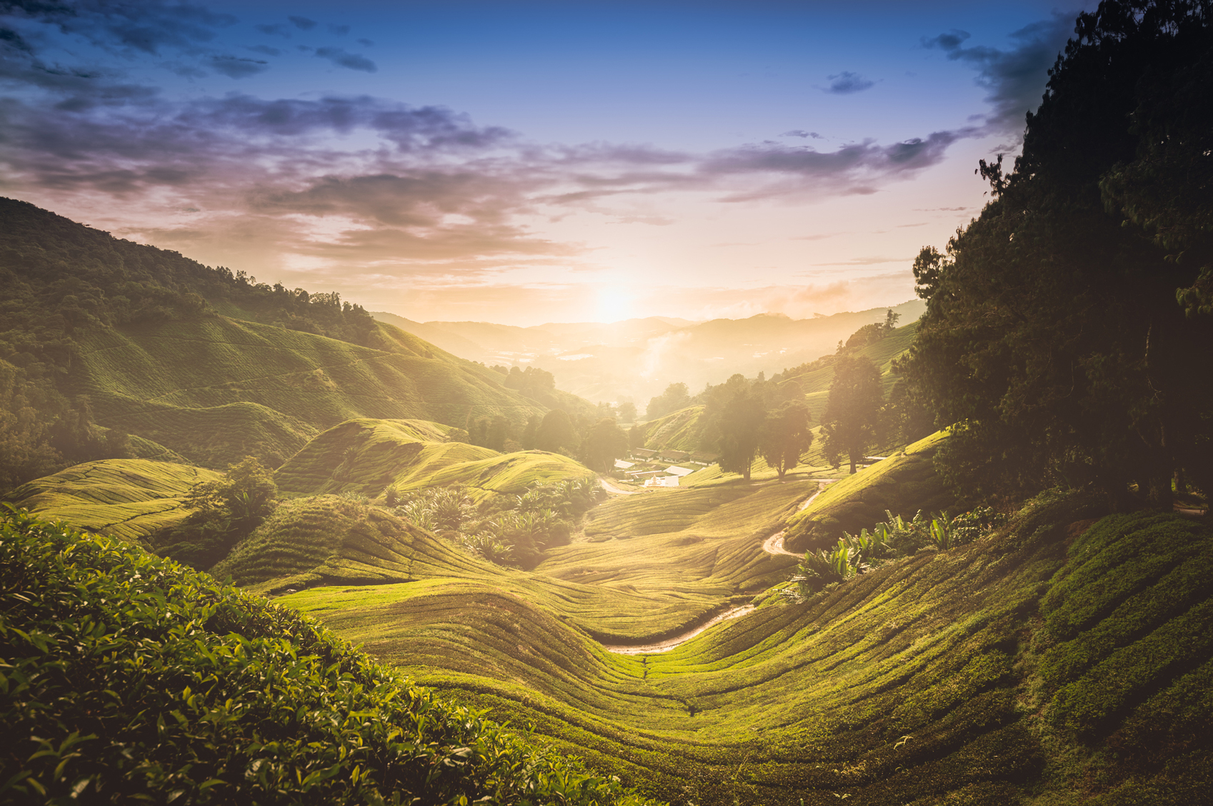  visiting Malaysia Malaysiua-Sunset-www.istockphoto.comgbphotosunset-over-tea-plantation-in-malaysia-gm181850149-24992346-DasMaddin