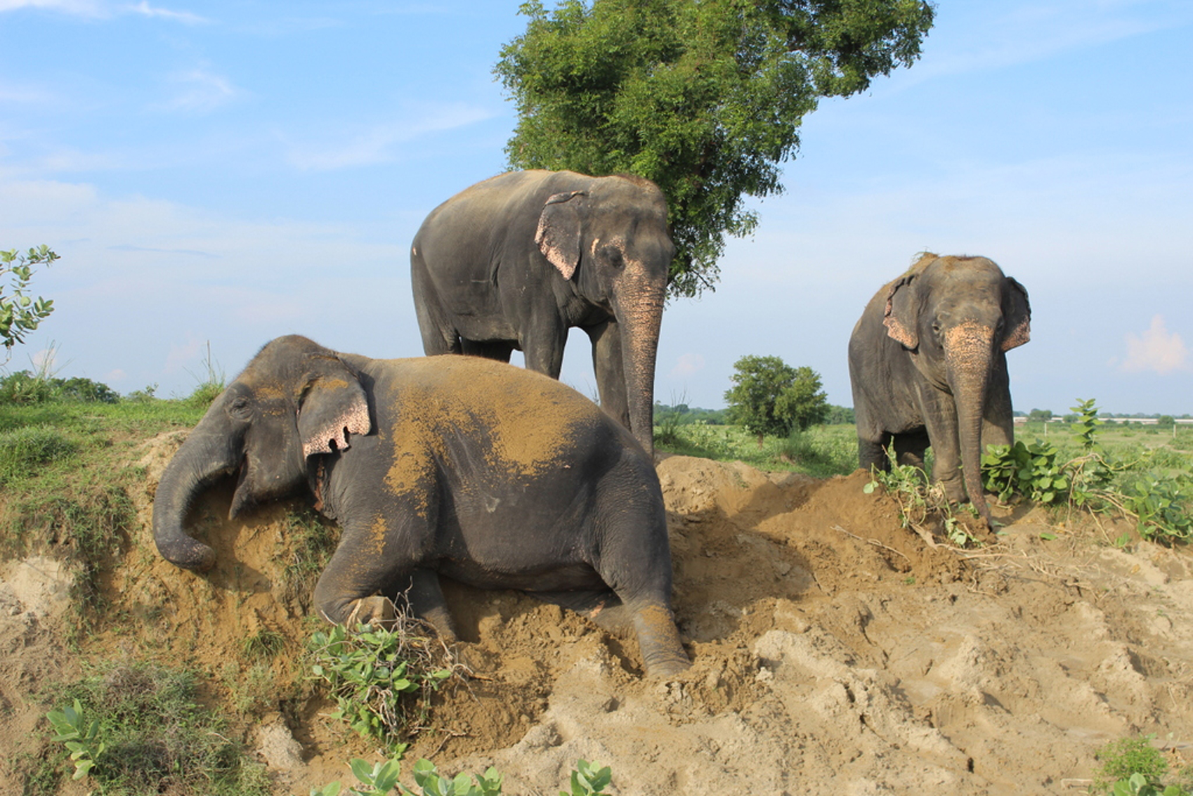 elephant experience Chanchal,-Bijli,-Laxmi-playing-at-the-Wildlife-SOs-Elephant-Conservation-&-Care-Centre