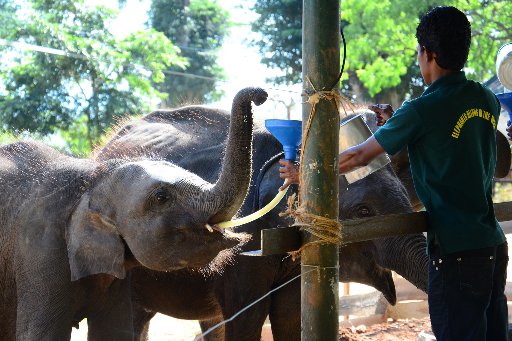 elephant experience Jubilee,-Elephant-Transit-Home,-Udawalawe,-Sri-Lanka,-31072013,-BFF-(8)-CREDIT-Born-Free-Foundation