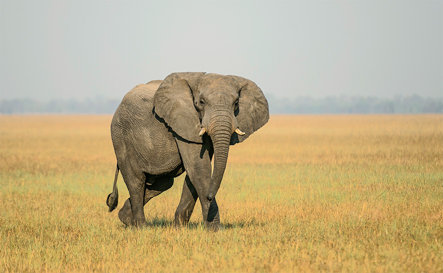 elephant in african plains Mike Myers