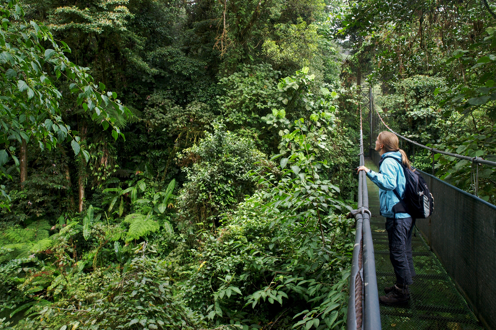 Costa Rica Monteverde-www.istockphoto.comgbphotohanging-bridge-gm118278633-10226324-Focus_on_Nature-