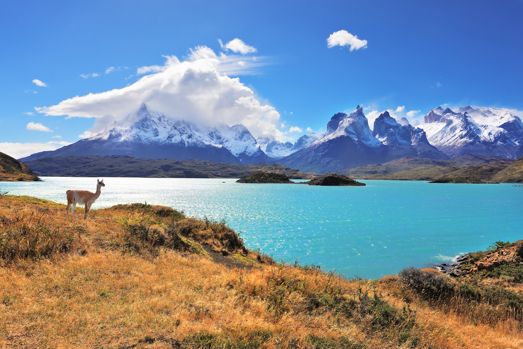 South American destinations Patagonia-www.istockphoto.comgbphotograceful-silhouette-guanaco-on-the-lake-pehoe-gm499125448-80037101-kavram