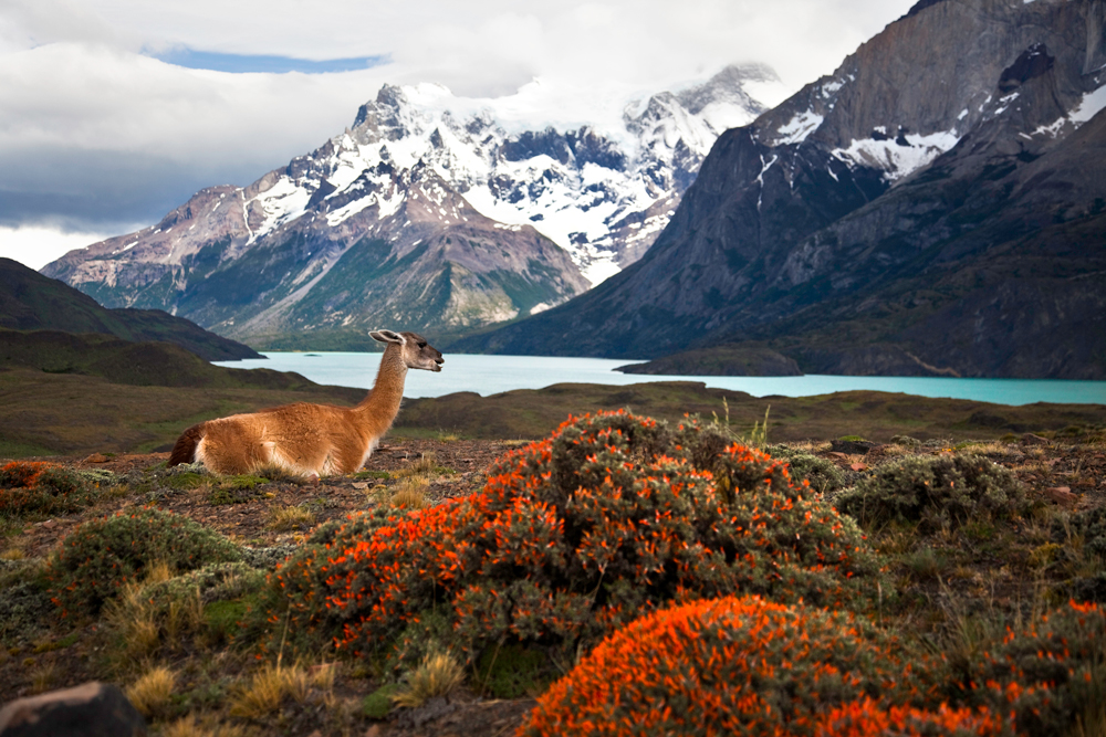 Amazing natural wonders Torres-del-Paine-www.istockphoto.comgbphotoguanaco-at-torres-del-paine-xxxl-gm117149827-15436069-nicolamargaret