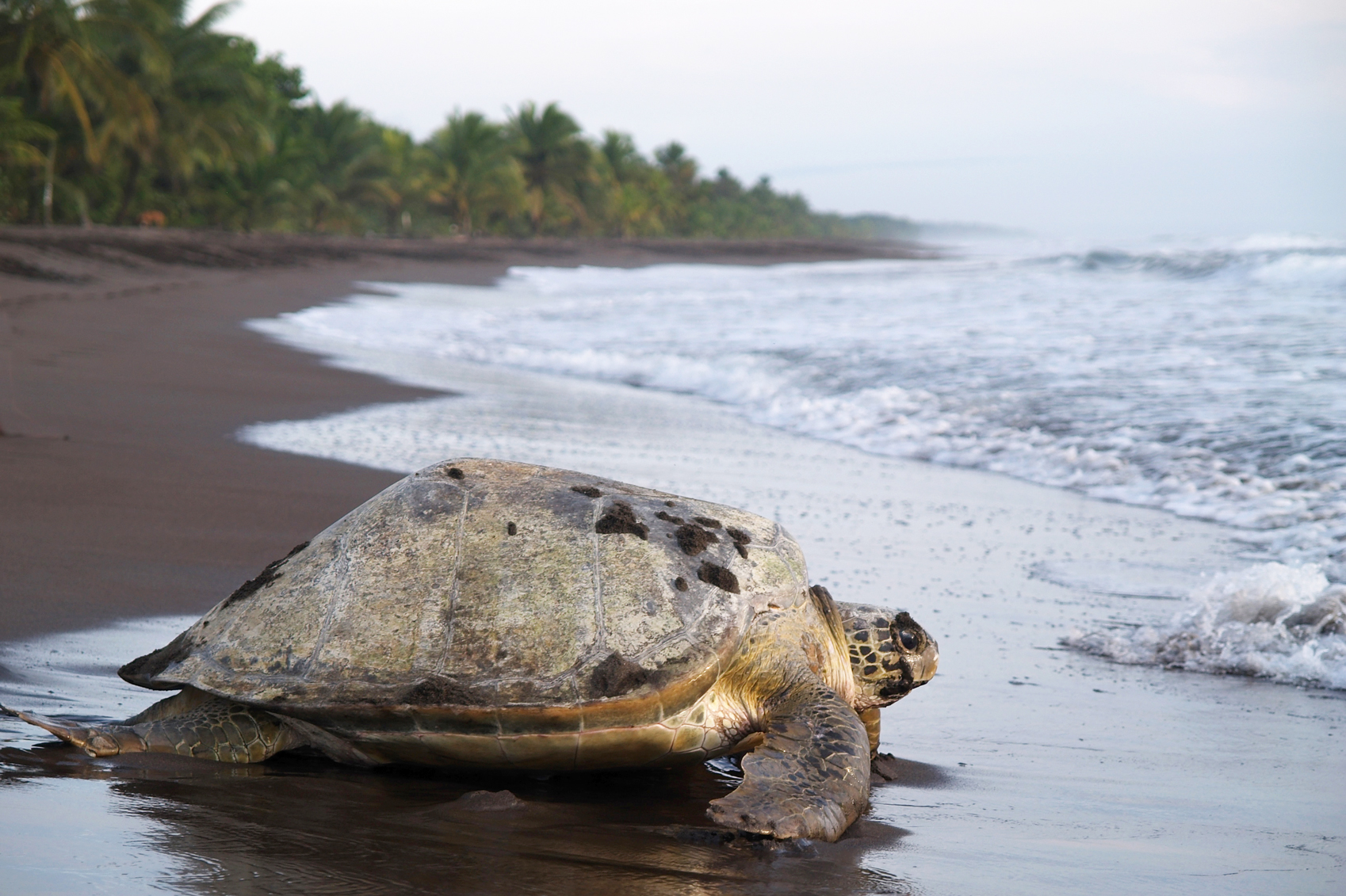 Costa Rica Tortuguero-www.istockphoto.comgbphotosea-turtle-in-tortuguero-national-park-costa-rica-gm131990050-18223163-jarnogz