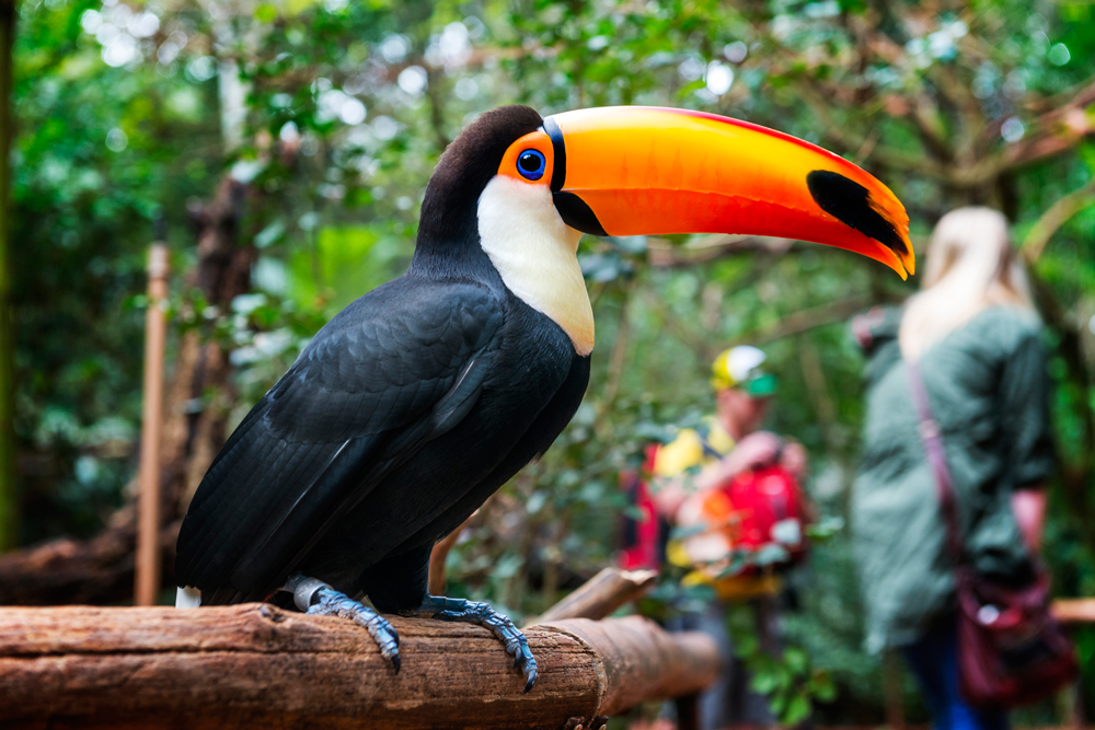 Amazing natural wonders Toucan-www.istockphoto.comgbphototoco-toucan-gm503727785-44716118-carlosalvarez