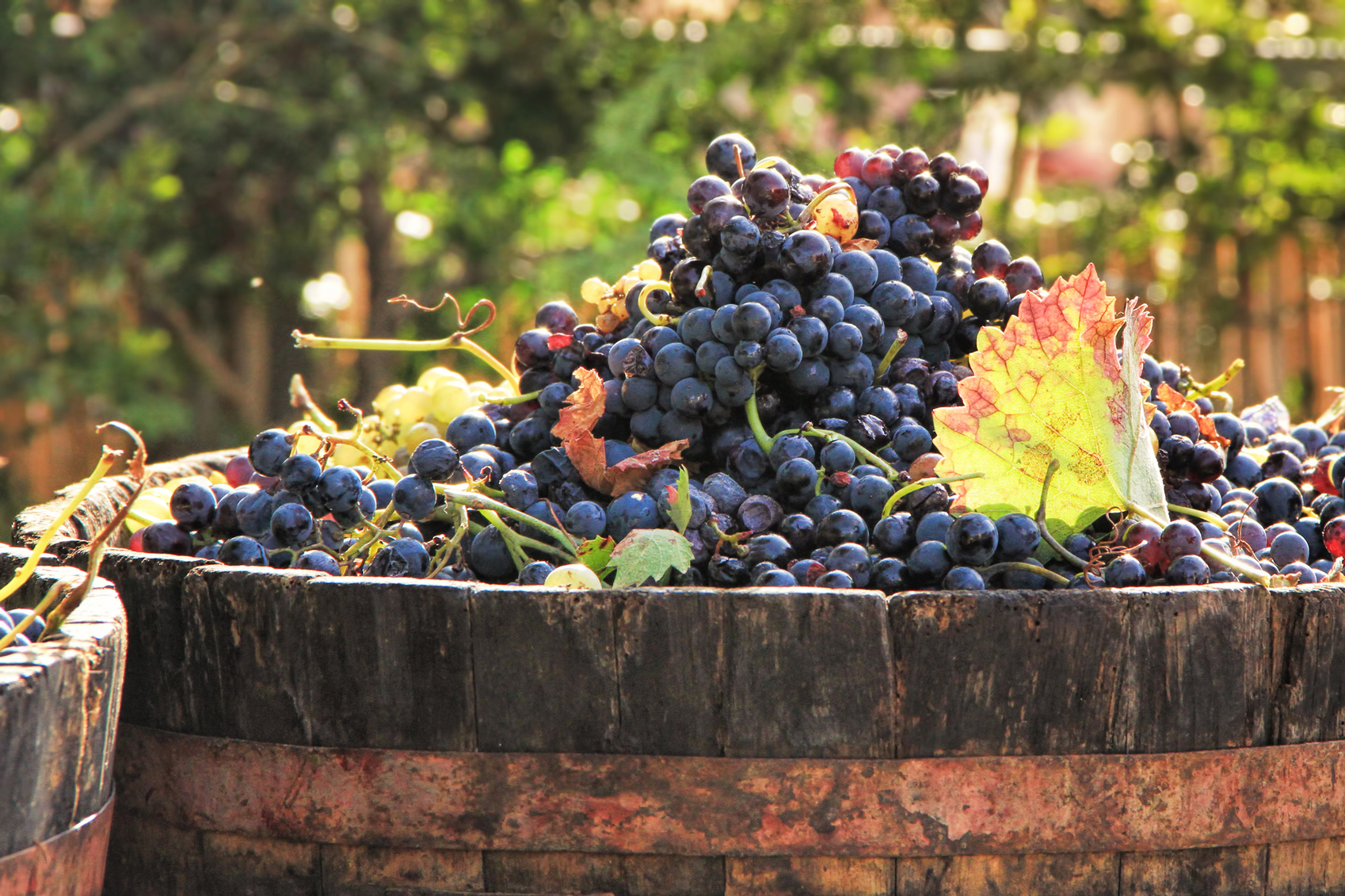 Guide to Bordeaux wine Grapes-www.istockphoto.comgbphotoharvesting-grapes-gm519556143-49550618-Photoprofi30