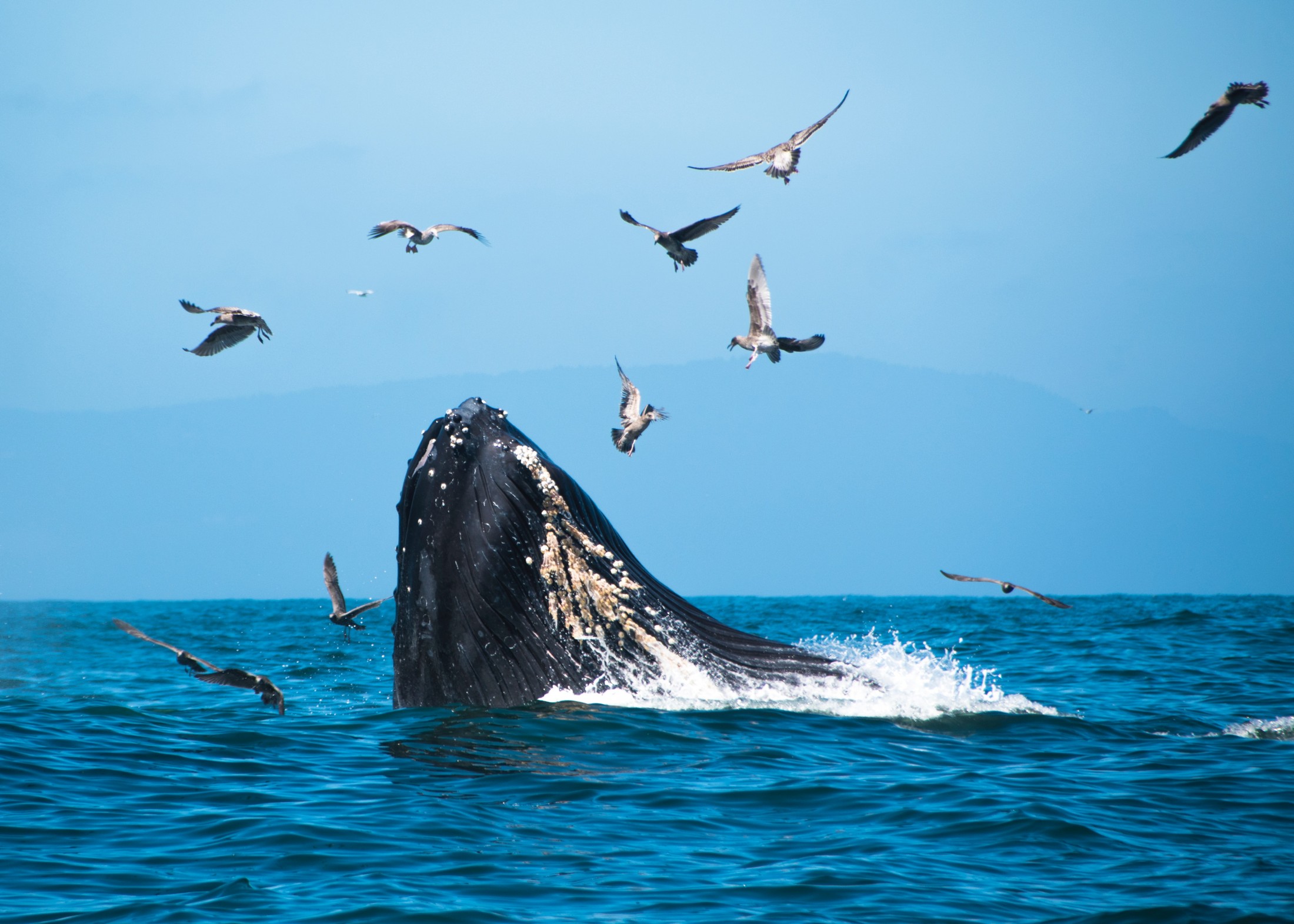 sperm whale breaching the surface of the water