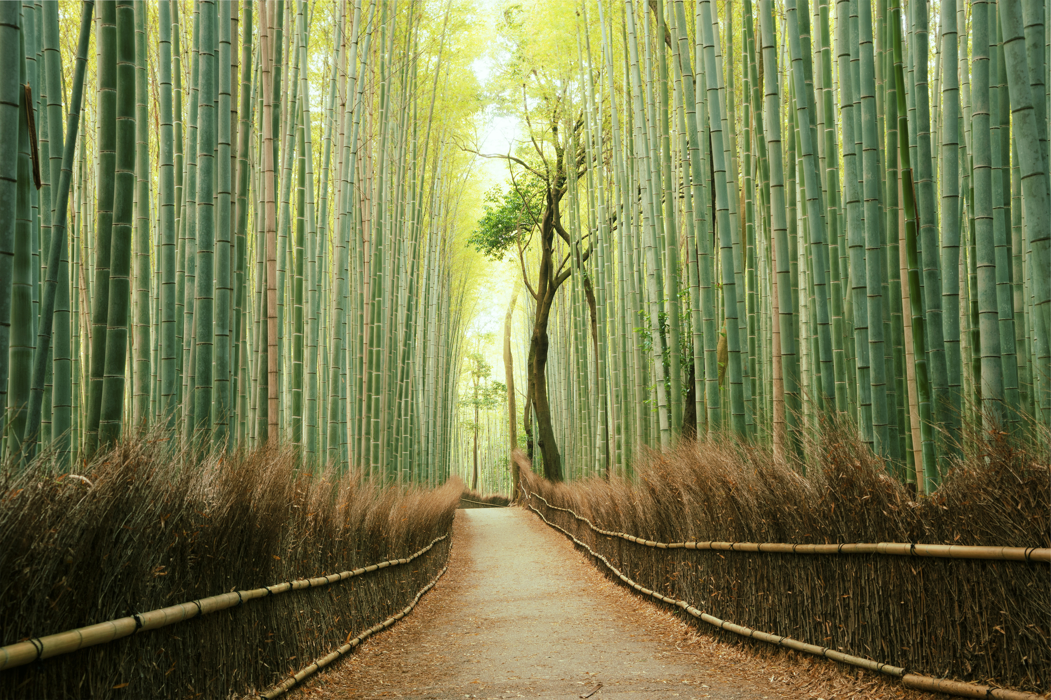 Arashiyama Bamboo Forest in Kyoto, Japan beautiful Japanese landscapes