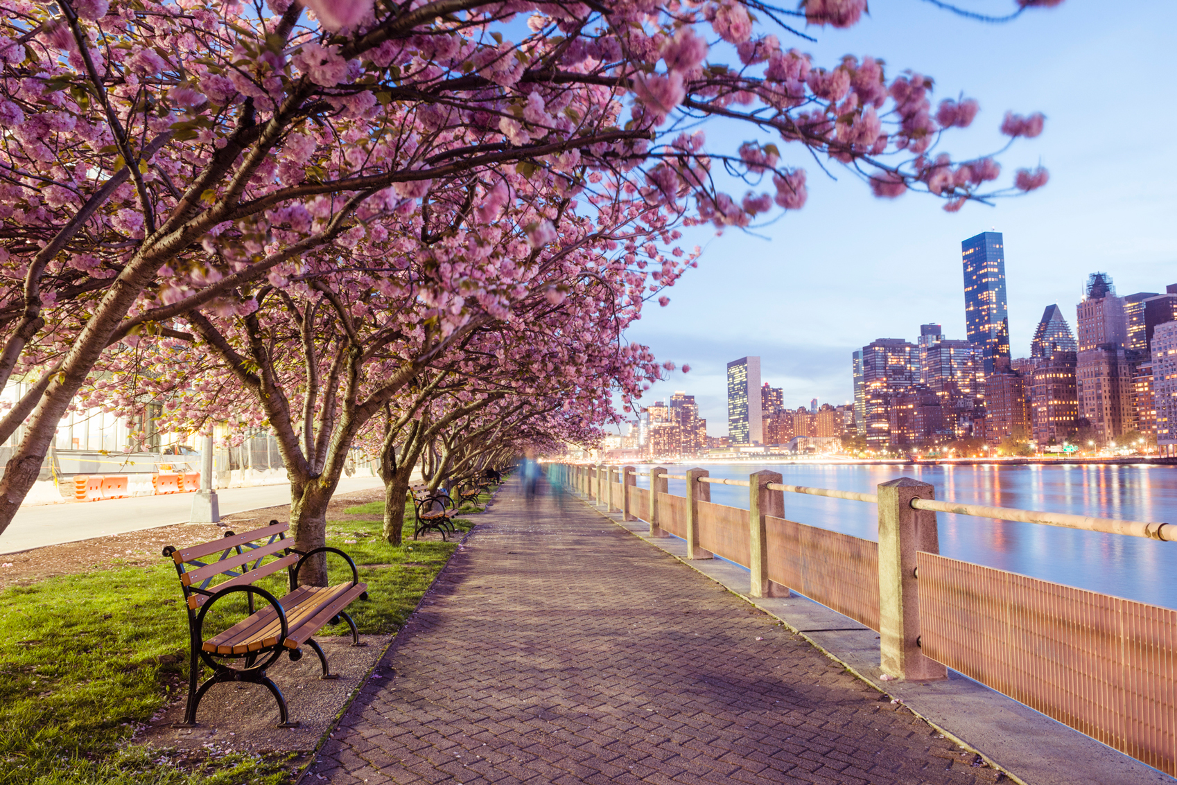 blossoms over new york by the river