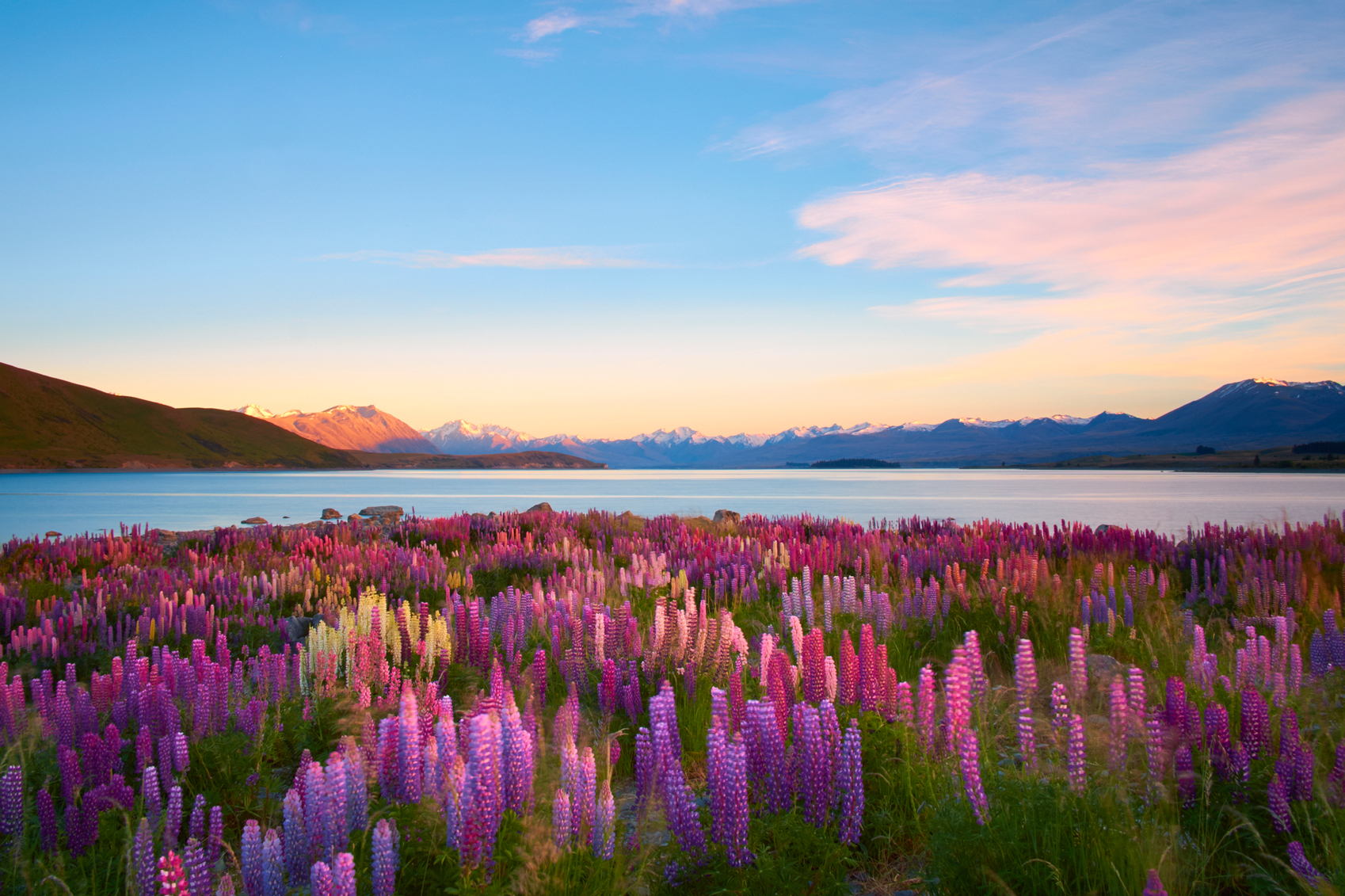 Travel Horoscope Lupins--www.istockphoto.comgbphotolupins-of-lake-tekapo-gm607280514-104050929-simonbradfield