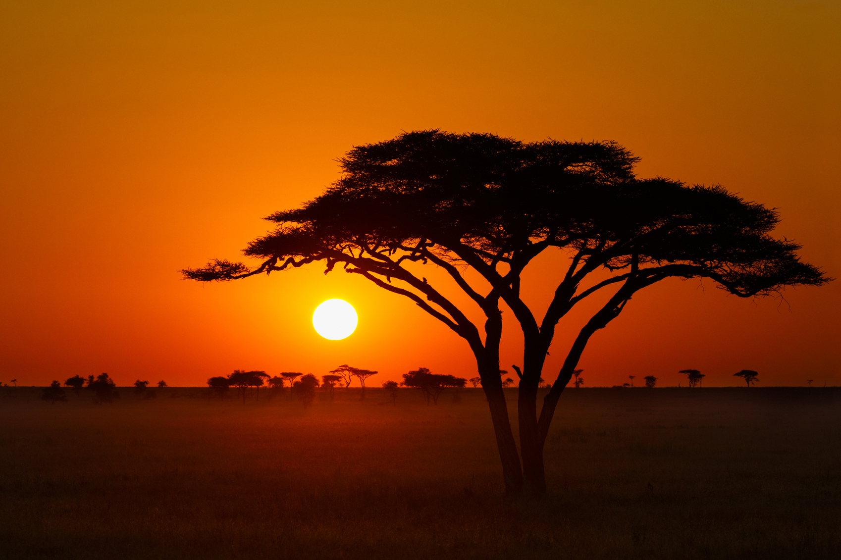 family safari Serengeti-Sunrise-www.istockphoto.com_gb_photo_curious-ostrich-south-africa-gm171376353-21175685-KenCanning