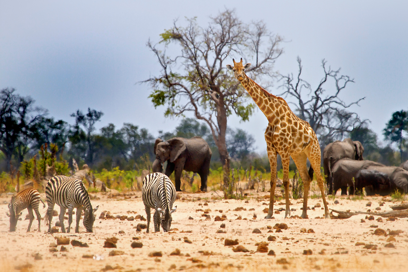 family safari View-from-Camp-in-Hwange-National-Park-www.istockphoto.com_gb_photo_view-from-camp-in-hwange-national-park-gm606666442-103993053-paulafrench