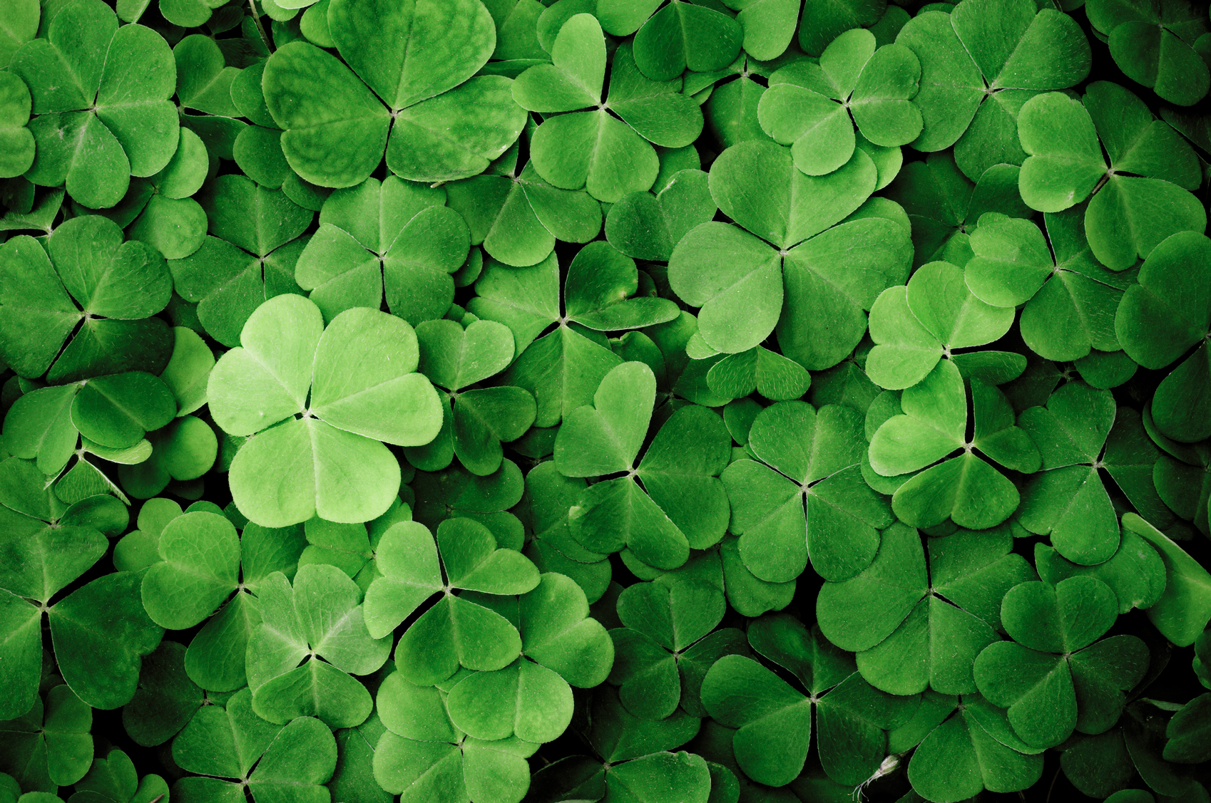 St Patrick's Day facts green-clover-www.istockphoto.comgbphotoclose-up-of-a-bunch-of-green-clover-gm157617234-13272674-Scacciamosche-