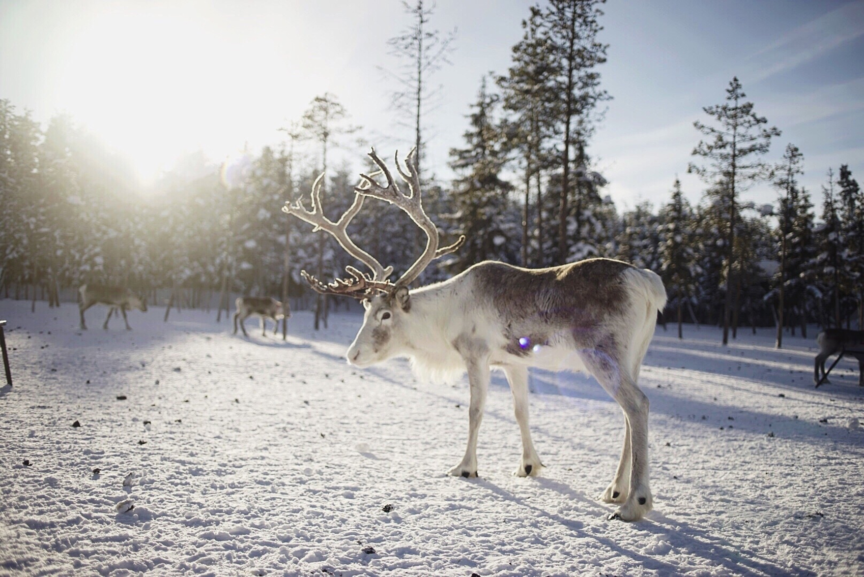 reindeer GettyImages-650011087