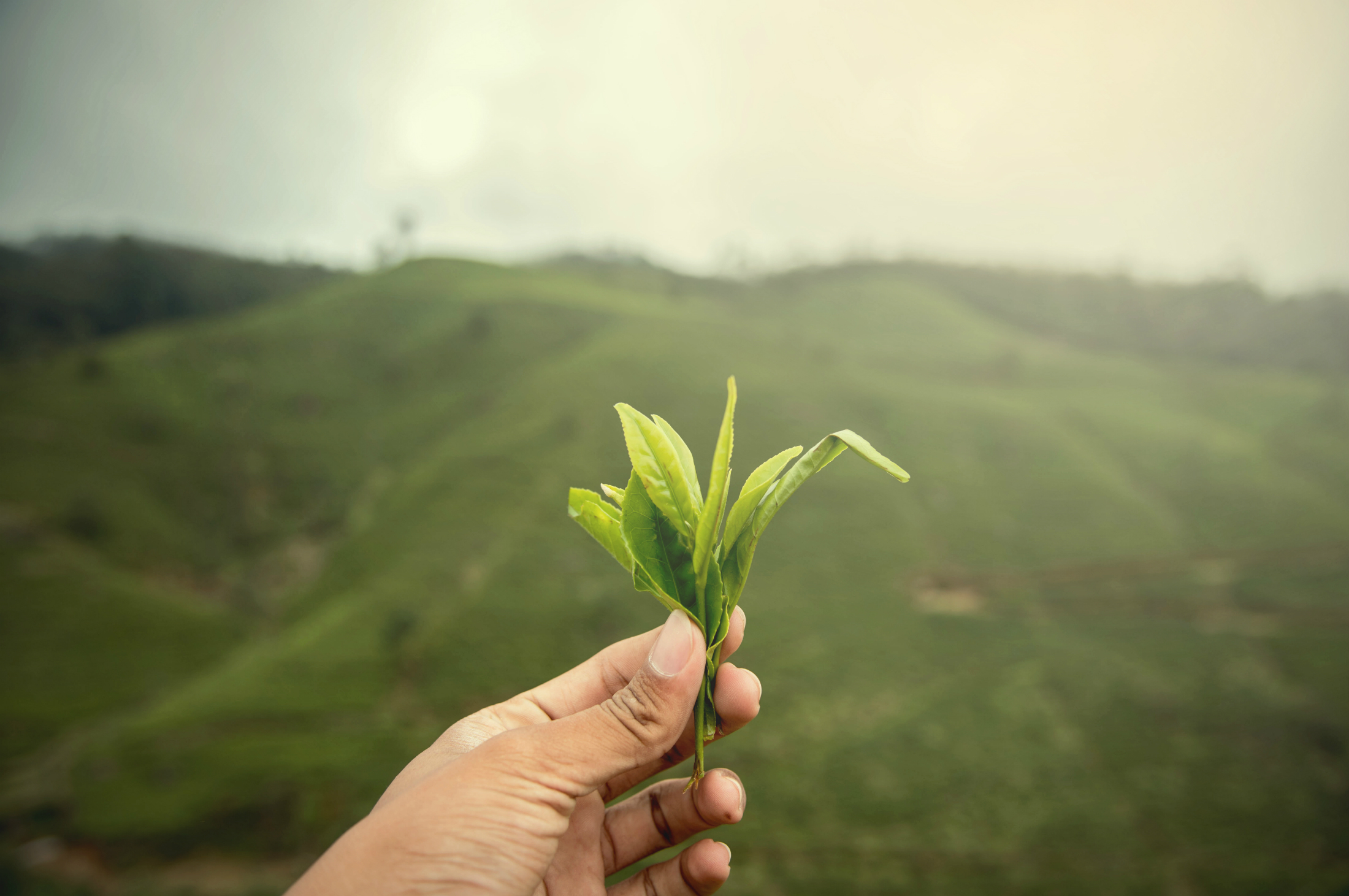Take your mum tea picking for Mother's Day in Sri Lanka