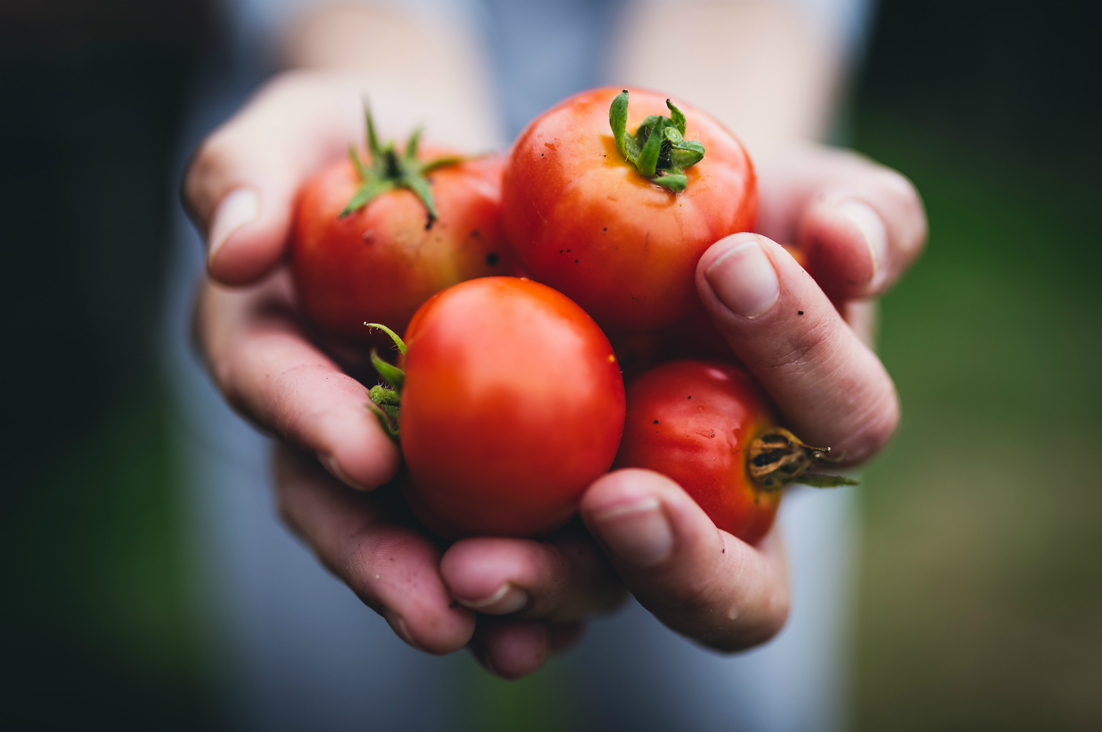 A hand holding tomatoes