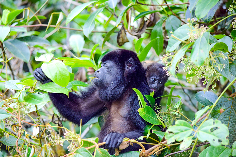 Howler Monkey Costa Rica