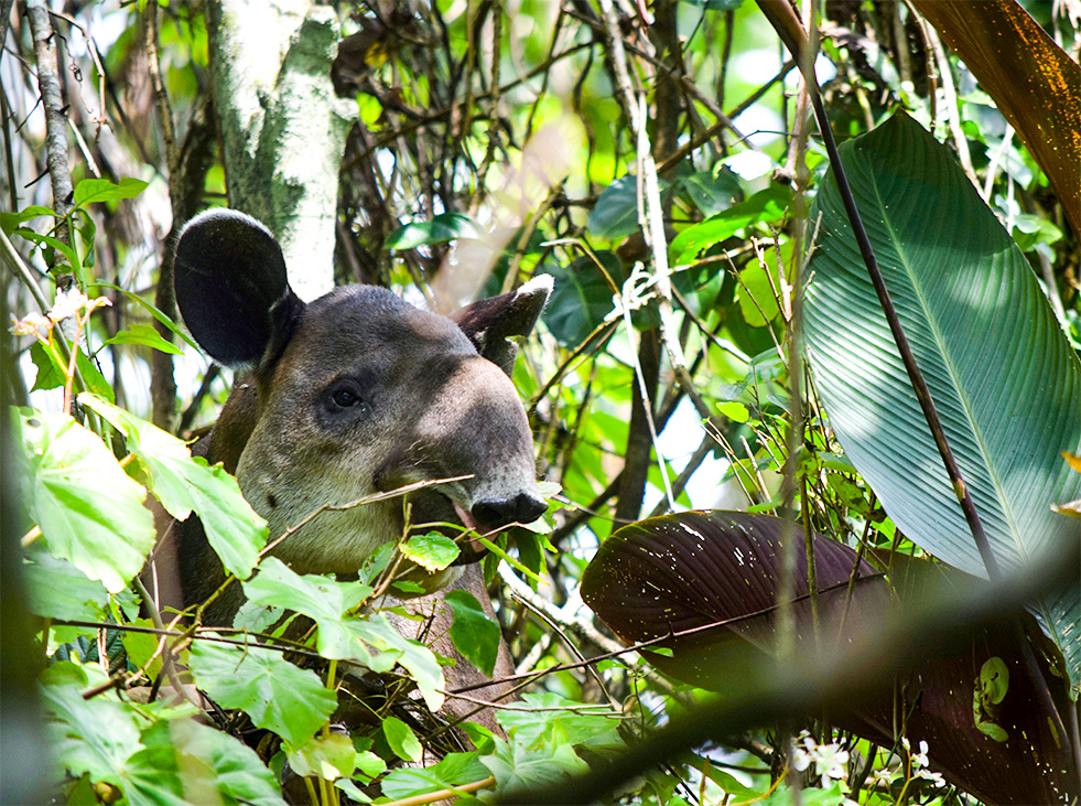 tapir in costa rica