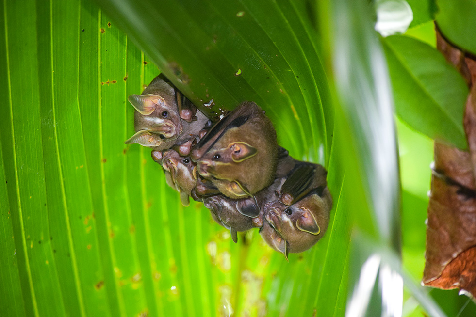 tent bats in costa rica