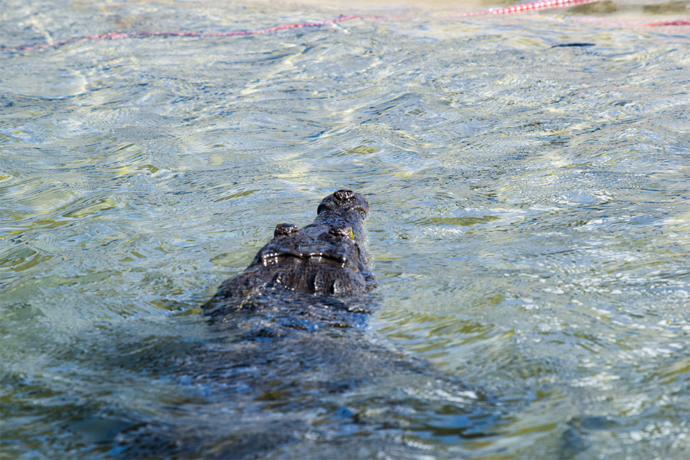 American crocodile in Costa Rica water