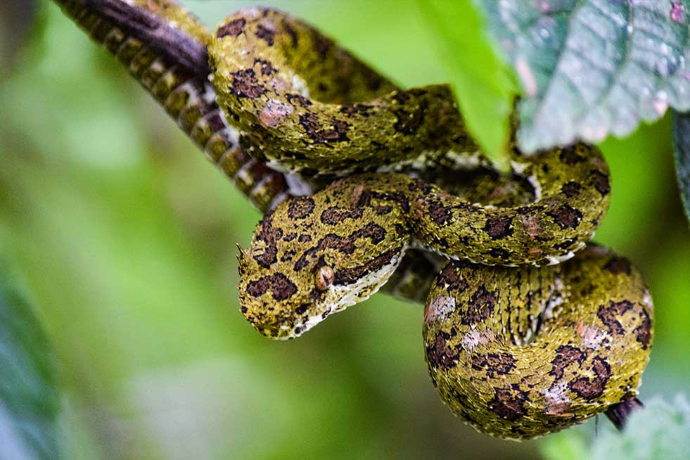 Eyelash pit viper Costa Rica