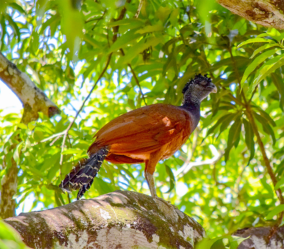 female currassow bird costa rica