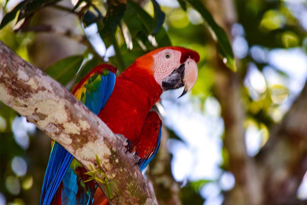 Scarlet macaw costa rica