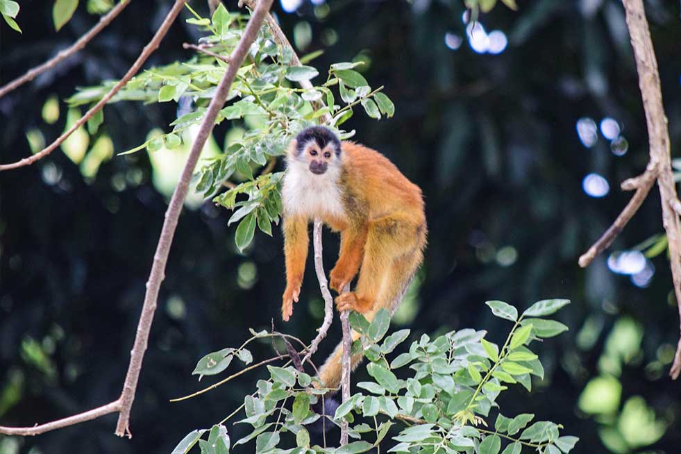 squirrel monkey in a tree in costa rica