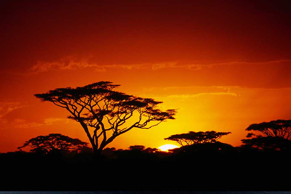 Tanzania Arusha camp serengeti safari