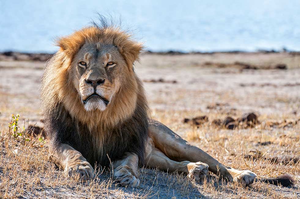 Mike Myers Cecil the lion africa photography