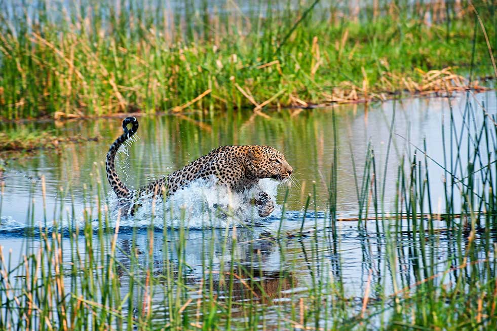 Mike Myers leopard river africa photography