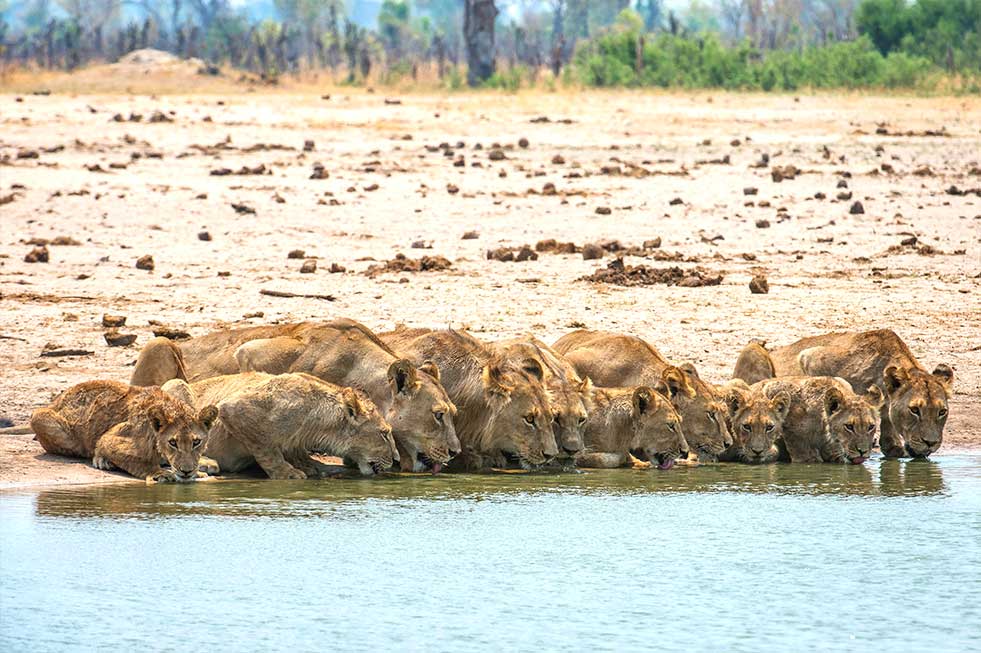 Mike Myers lions drinking photography africa