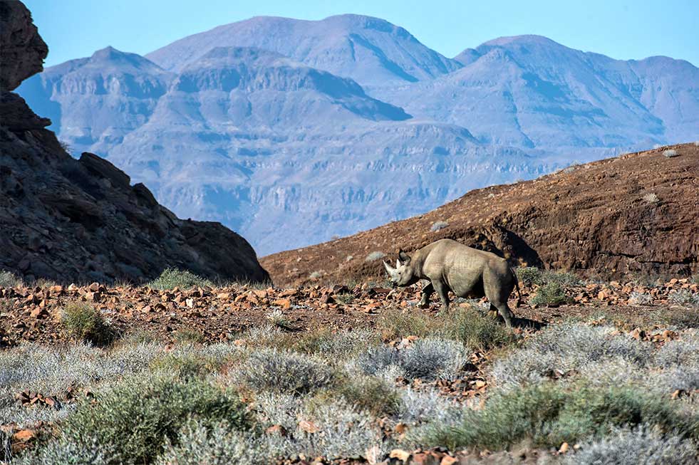 Mike Myers photography black rhino safari africa