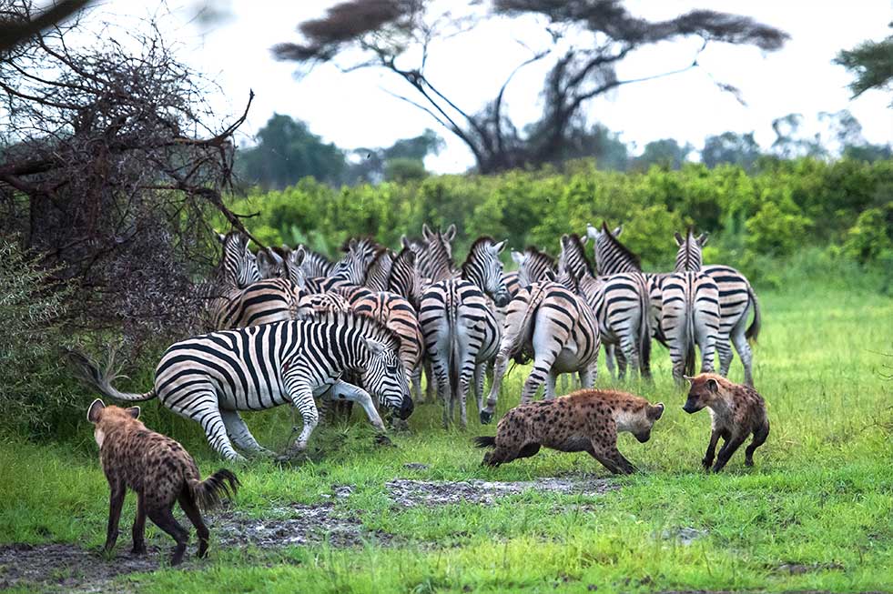Mike Myers hyenas hunting zebras africa