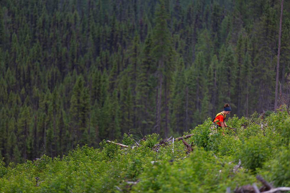 one tree planted quebec forest