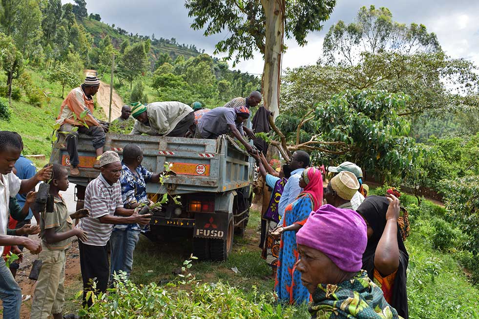 tanzania kilimanjaro one tree planted