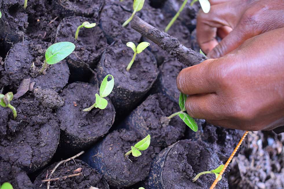 One Tree Planted saplings Tanzania reforestation