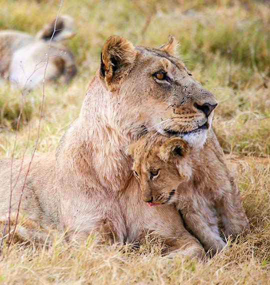A lioness and her cub relaxing in the grass, capturing a travel moment.