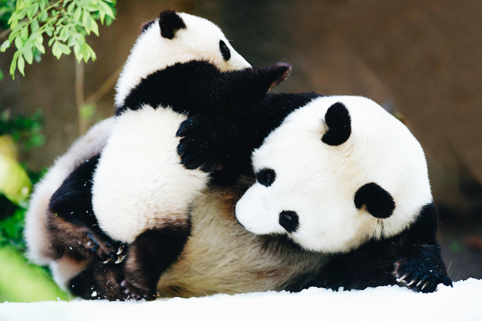 Pandas playing in Chengdu Research Centre China
