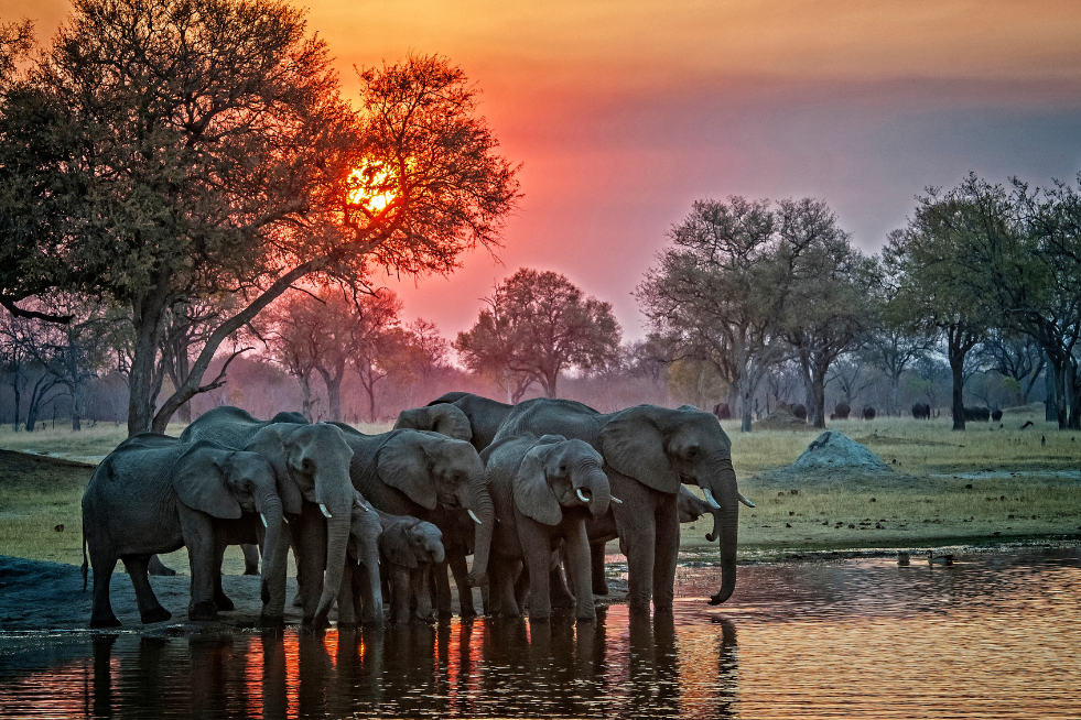 Herd of elephants drinking water