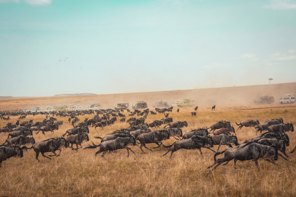 ‘The Great Migration’ on the Maasai Mara, Kenya, Africa